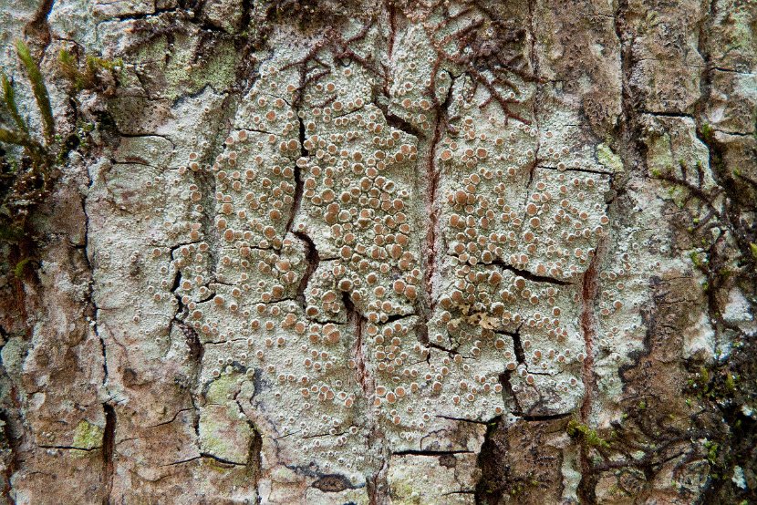 Lecanora chlarotera-1